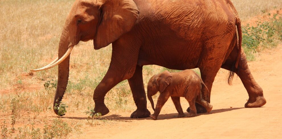1 Elephant Beside on Baby Elephant