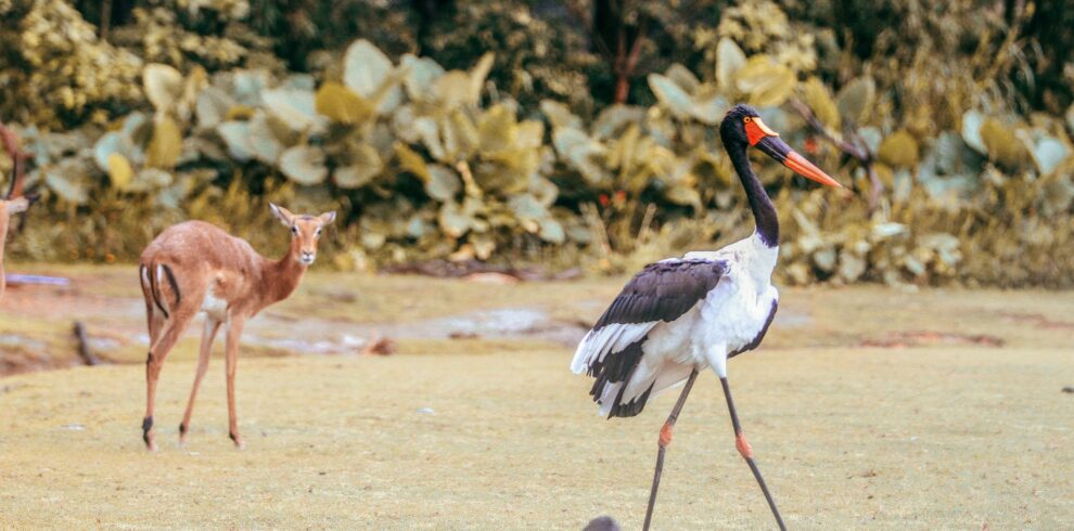 Antelope and saddle billed stork standing in sunny national park