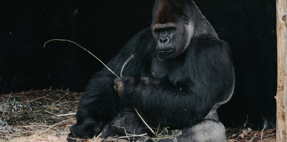 Black Gorilla Sitting on Hay