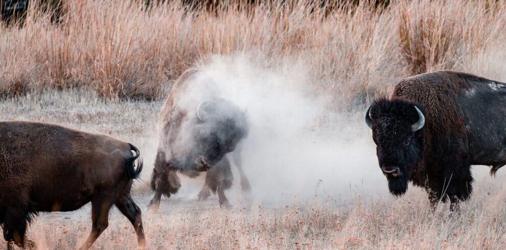 Buffalo on Grass Field