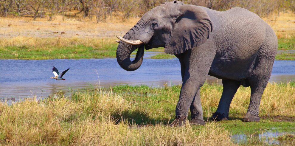 Elephant on Green Grass Field