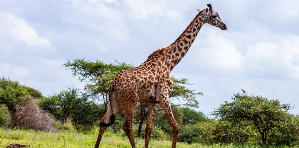 Giraffe Standing on Grass Field