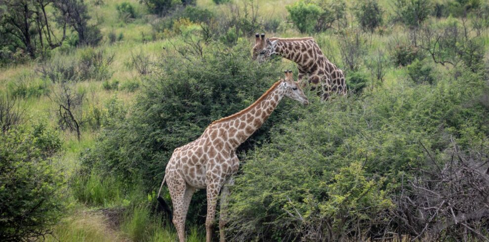 Giraffe Standing on Green Grass Field