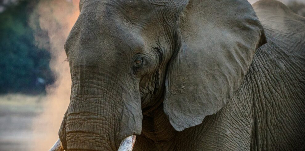 Gray Elephant
