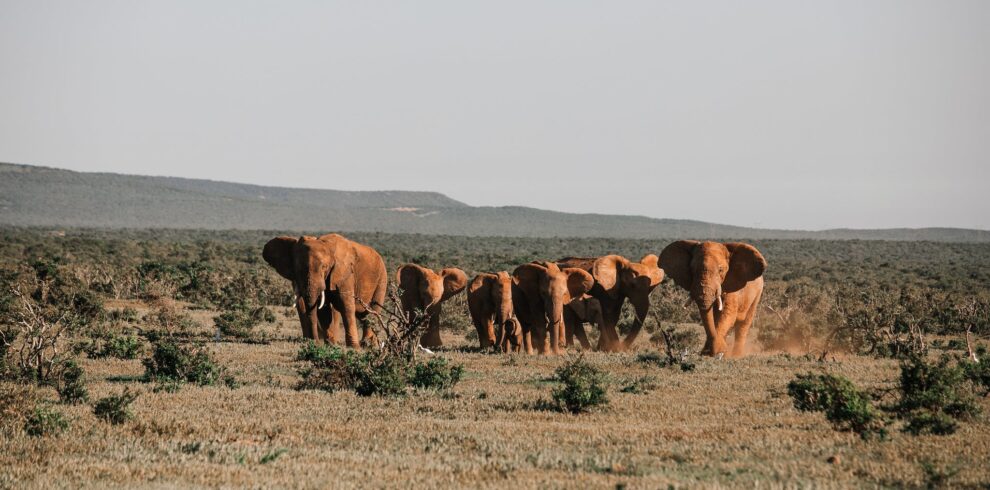Herd of elephants in savanna
