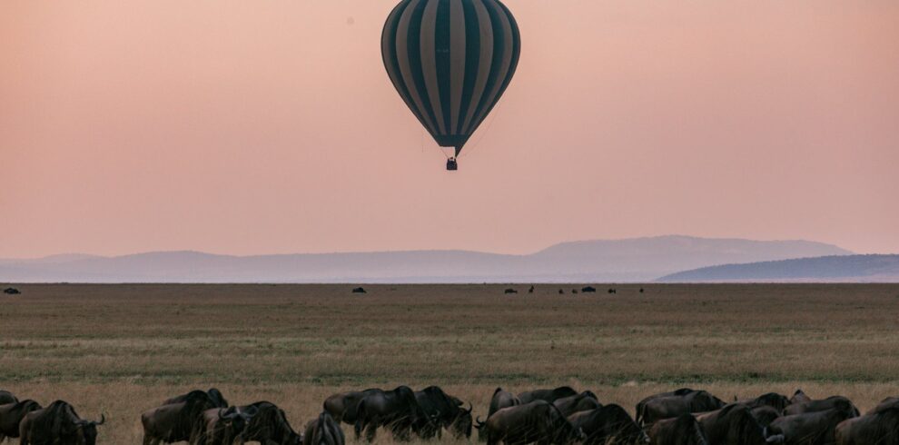 Herd of grazing wildebeests on grassy savanna while colorful hot air balloon flying above picturesque pink sky above mountains in Serengeti national park Tanzania Africa