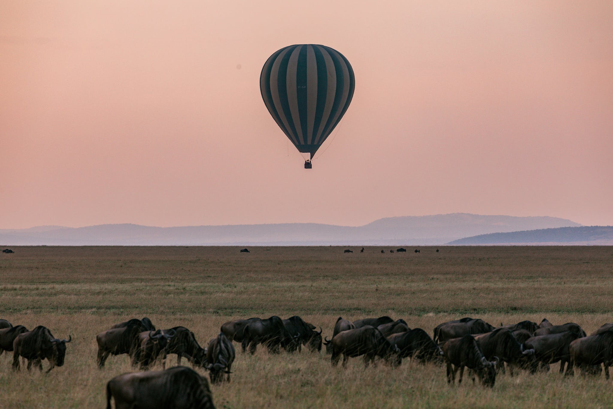 Herd of grazing wildebeests on grassy savanna while colorful hot air balloon flying above picturesque pink sky above mountains in Serengeti national park Tanzania Africa