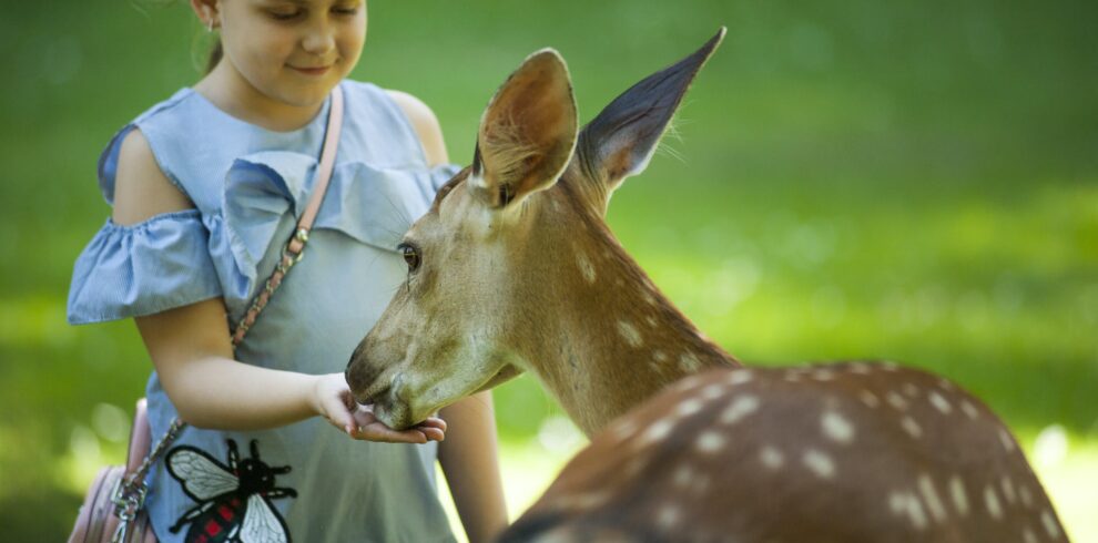 Kid Feeding Antelope