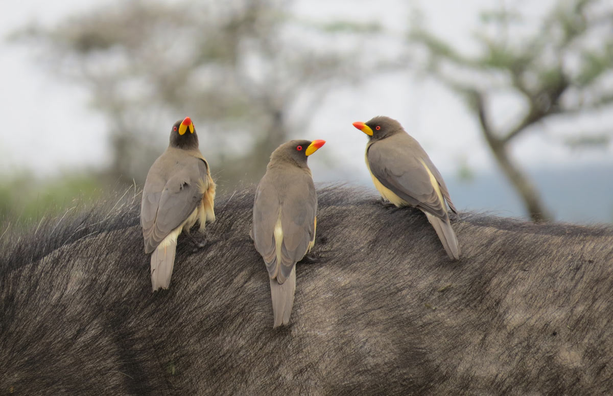 ol-pejeta