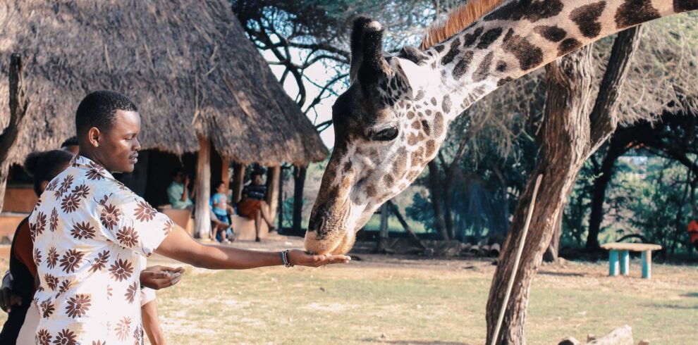 Person Feeding Giraffe