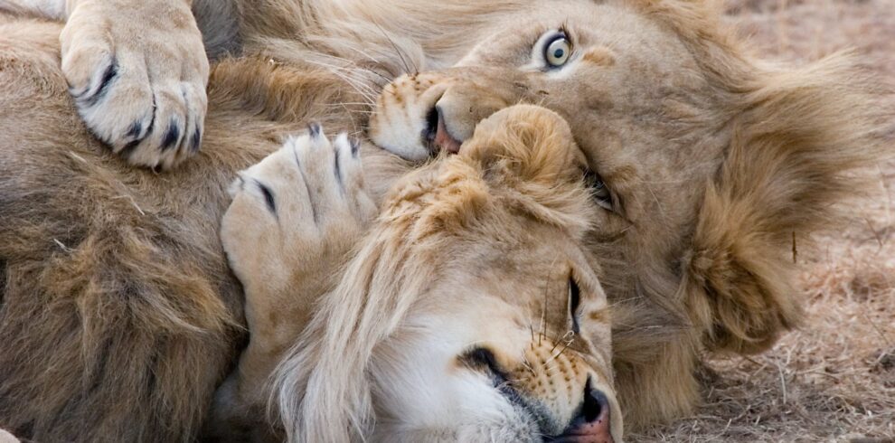 Two Brown Lions Lying on Grass