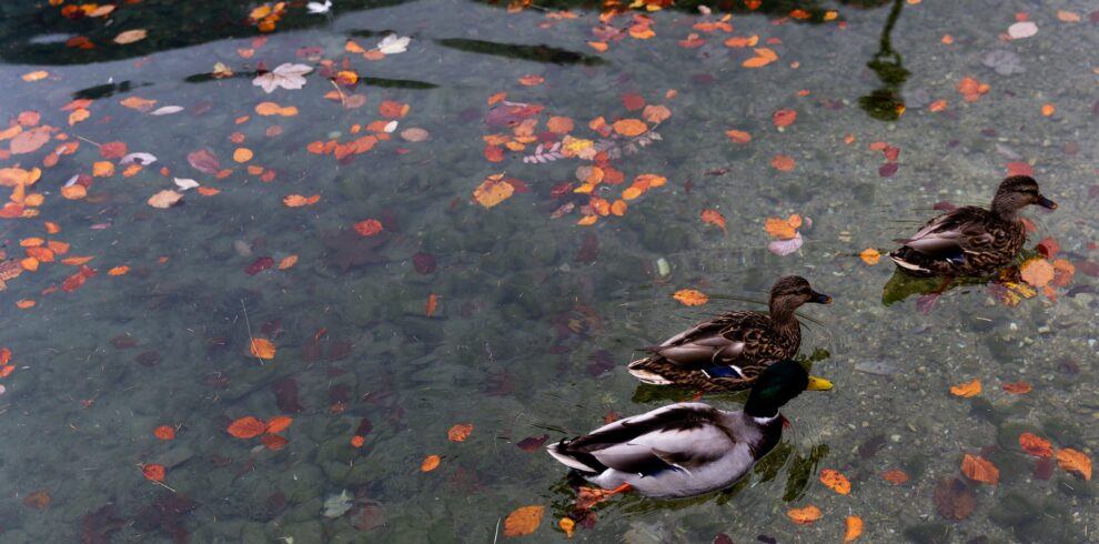 Wild ducks swimming in calm lake with colorful autumnal leaves in water in park