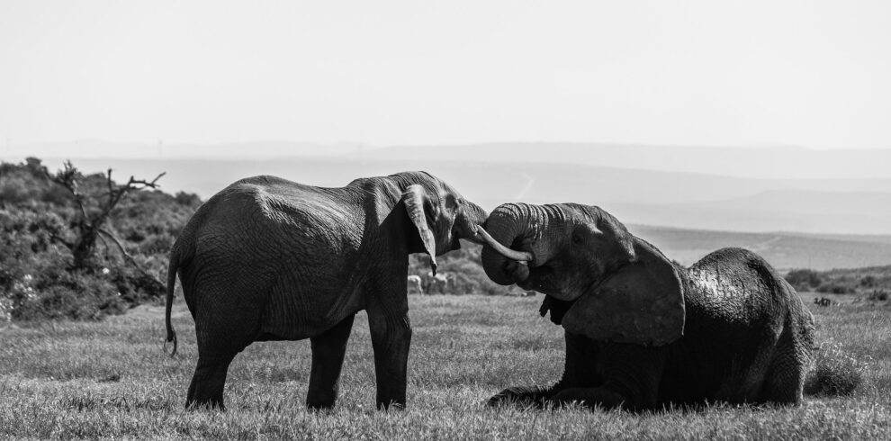 Wild elephants with tusks hugging gently with trunks in natural habitat