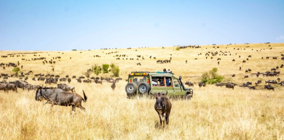Wildebeest Migration