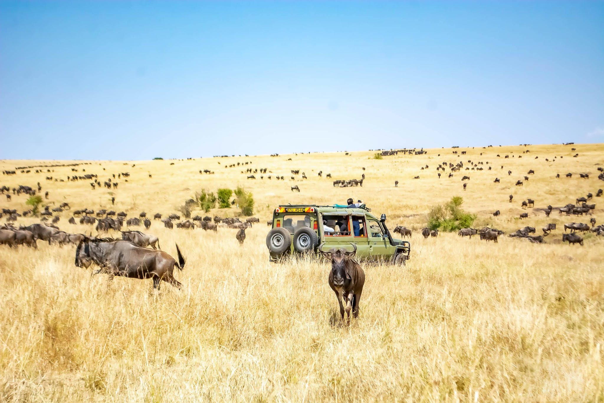 Wildebeest Migration