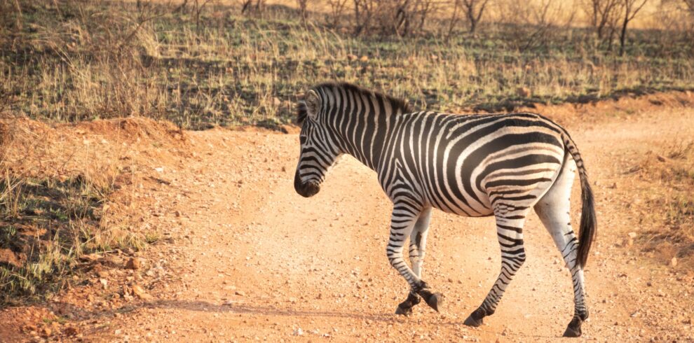 Wildlife Photography of Zebra Walking Across Pathway