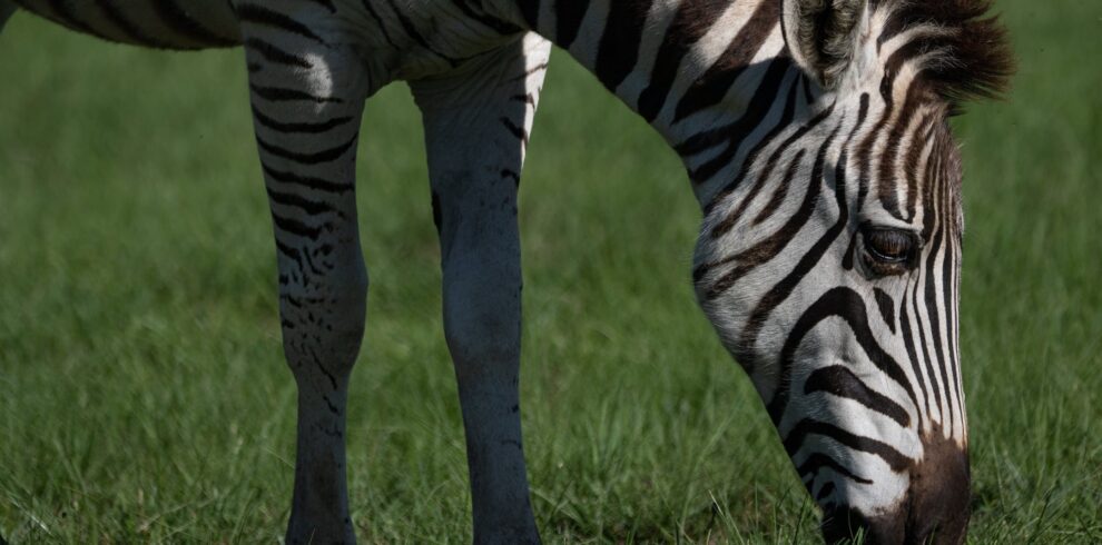 Zebra Eating Grass