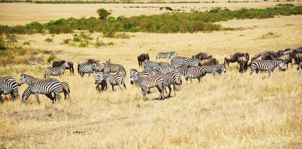 Zebras on Brown Grass Field