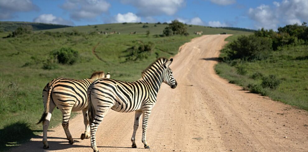 Zebras standing on path in savanna